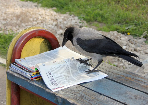 crow