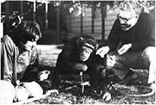 Рис. 16.8. Б. и Р. А. Гарднер с их воспитанницей Уошо